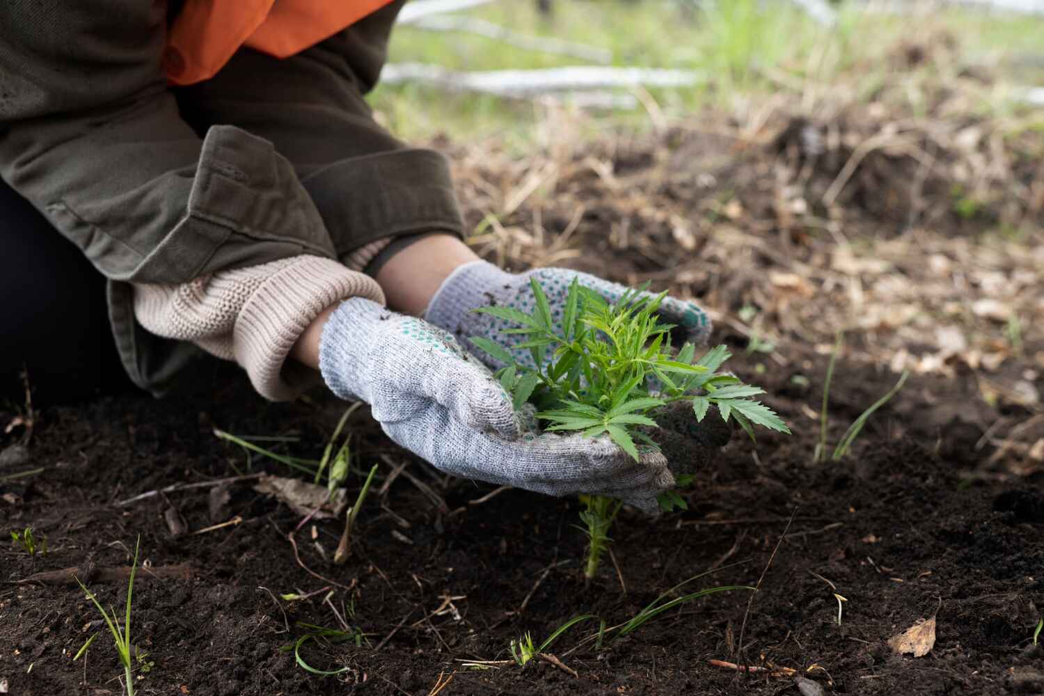 The Steps Involved in Our Tree Care Process in Edgerton, MN